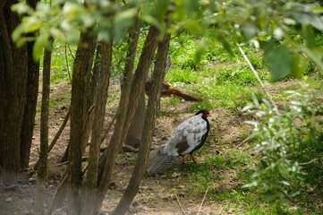 Silver pheasant on the farm