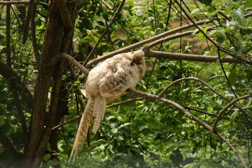female pheasant on a branch