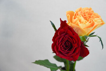 オレンジ色と赤のばら