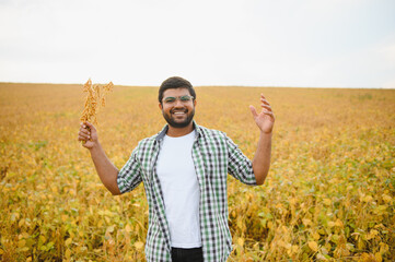 The concept of agriculture. An Indian farmer or agronomist inspects the soybean crop in a field