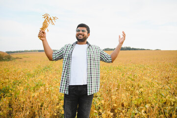 The concept of agriculture. An Indian farmer or agronomist inspects the soybean crop in a field