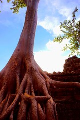Roots of a spung running along the gallery of the second enclosure in Ta Prohm, Siem Reap, Cambodia