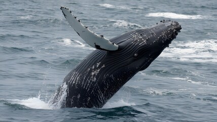 Fototapeta premium A humpback whale is elegantly jumping out of the water surface