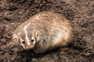 A small animal with a striped face is laying in the dirt