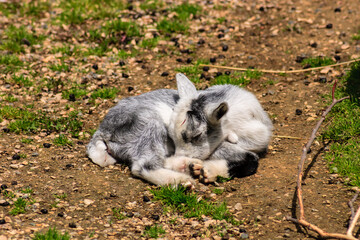 A baby goat is sleeping on the ground
