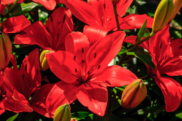 Fototapeta premium A bunch of red flowers with green leaves