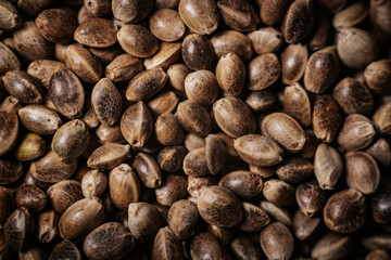 A close-up view of hemp seeds showcasing their natural textures and earthy tones. The seeds are tightly packed, emphasizing their unique patterns and organic appeal.