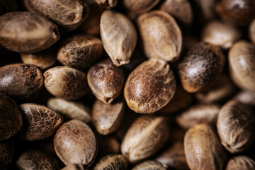 A close-up view of hemp seeds showcasing their natural textures and earthy tones. The seeds are tightly packed, emphasizing their unique patterns and organic appeal.