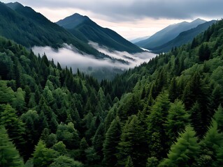 A view of a forested area with mountains in the background