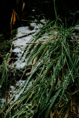 rain in the forest