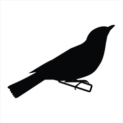 silhouette of a bird