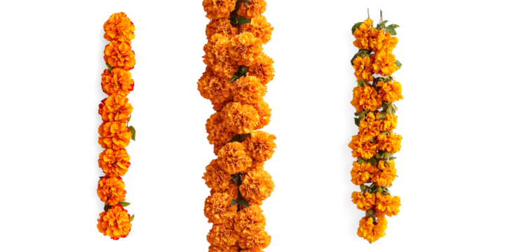 Vertical Garland of Orange Marigold Flowers on a Transparent Background