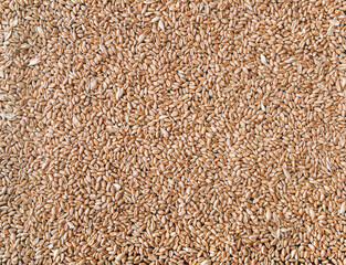 Large wheat grains close-up. Natural background. Texture of seeds, top view. Natural product and agriculture concept.