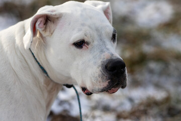 Portrait of a majestic white dog, possibly a Dogo Argentino, gazing thoughtfully.  Its fur is pristine, and its expression is serene.