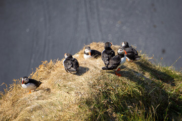 group of puffins in iceland