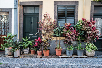 Charming Urban Frontage Decorated with Vibrant Potted Plants, Funchal, Madeira