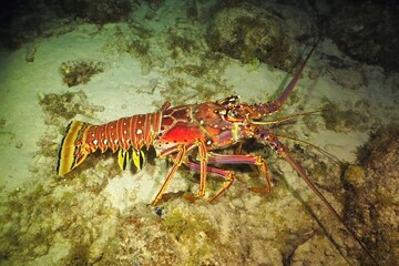 Marine animal in the night sea. Spiny lobster (Panulirus argus) on the sandy bottom. Underwater animal photography from scuba diving on the coral reef. Animal in the deep ocean. Crawfish in the sea.