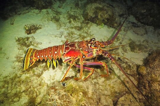 Marine animal in the night sea. Spiny lobster (Panulirus argus) on the sandy bottom. Underwater animal photography from scuba diving on the coral reef. Animal in the deep ocean. Crawfish in the sea.