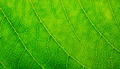 Macro leaf background,background texture green leaf structure macro photography