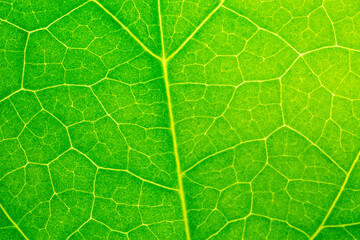 Macro leaf background,background texture green leaf structure macro photography