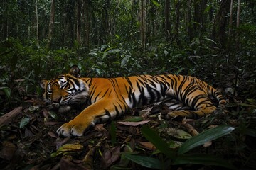 Fototapeta premium Sumatran Tiger Resting In Lush Rainforest Habitat