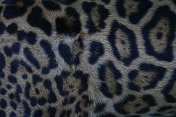 Jaguar skin background close-up