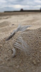 sand on the beach and seagull feather