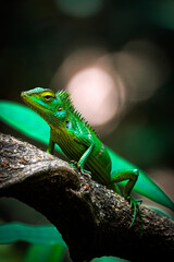 Sri Lanka Lizard 