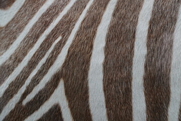 Background striped zebra skin close-up