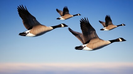 Obraz premium Four geese flying gracefully against a clear blue sky.