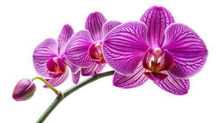 Obraz premium purple orchid isolated on white background 