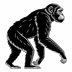 Chimpanzee vector silhouette black design white background