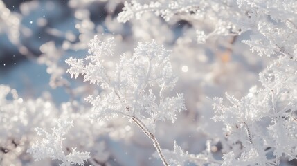 Snowflake winter wallpaper with a bright frosty background of snow-covered branches and copy space to place holiday greetings