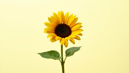 Fototapeta premium A Bright and Vibrant Russian Sunflower with Large Dark Center, Captured in Full Bloom
