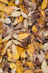 autumn background with yellow leaves . Vertical shot