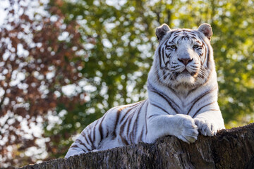 Naklejka premium Regal Gaze of the White Tiger