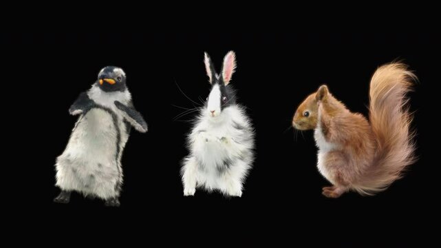 penguin Rabbit squirrel Dancing CG fur. 3d rendering, animal realistic CGI VFX, Animation Loop, composition 3d mapping cartoon, Included in the end of the clip with luma matte.