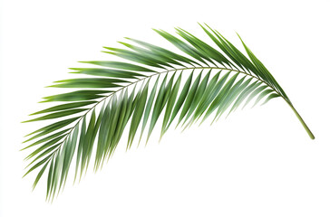 Obraz premium Single green palm leaf on a white backdrop