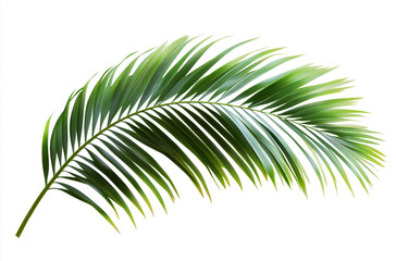 Naklejka premium Palm leaf cutout isolated on white