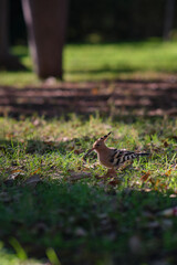 hoopoe bird on the green grass