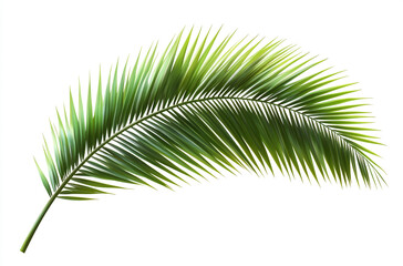 Obraz premium Vibrant tropical palm leaf isolated on white