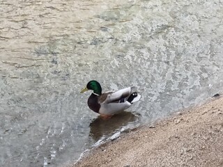 duck on the lake