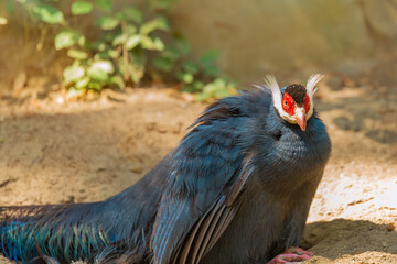 Close-up of blue eared pheasant in natural habitat, amazing bird of central China. Ecotourism