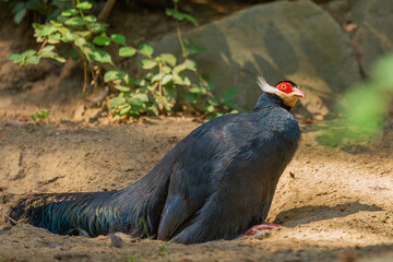 Sacred bird of Buddhists - Blue Eared Pheasant in its natural habitat, exotic bird of central China. Nature conservation. Ecotourism