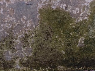 Mossy outer wall due to a weather