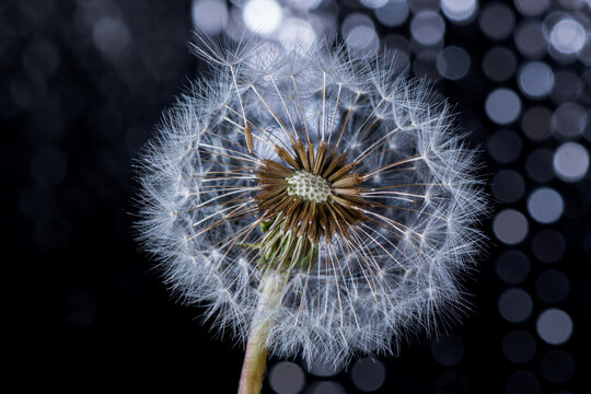 Make a wish