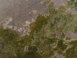 Mossy outer wall due to a weather
