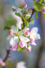 Close up for apple blossom on blurred background