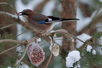 Eurasian Jay  eating nuts. Winter bird feeding concept