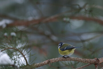 Wild birds on bird feeder with seed in winter. Focus on birds and feeder. Defocused background with trees. Nature concept.